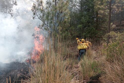 Incendios forestales en Puebla dejan saldo devastador: más de 2 mil hectáreas calcinadas