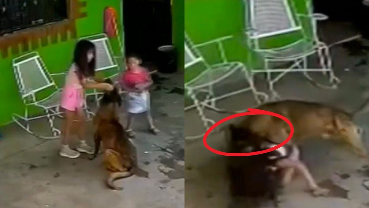 Niña de 7 años es agredida por un perro en Coahuila