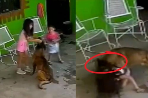 Niña de siete años recibe 68 puntadas tras ataque de su perro; familia analiza sacrificarlo