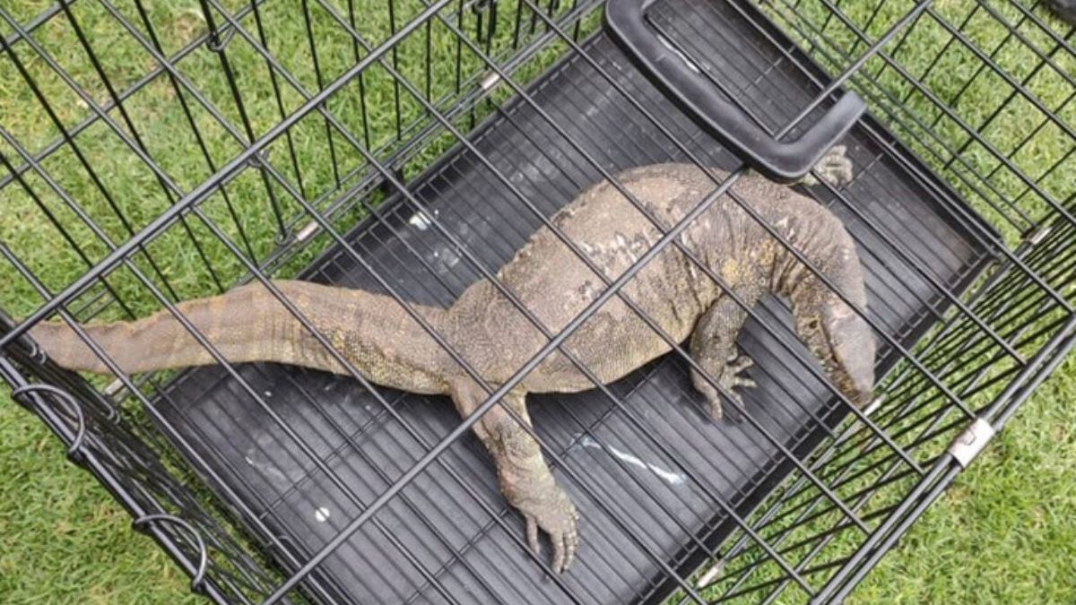 La BVA logró resguardar al animal, el cual será estará bajo observación (Twitter @SSC_CDMX)