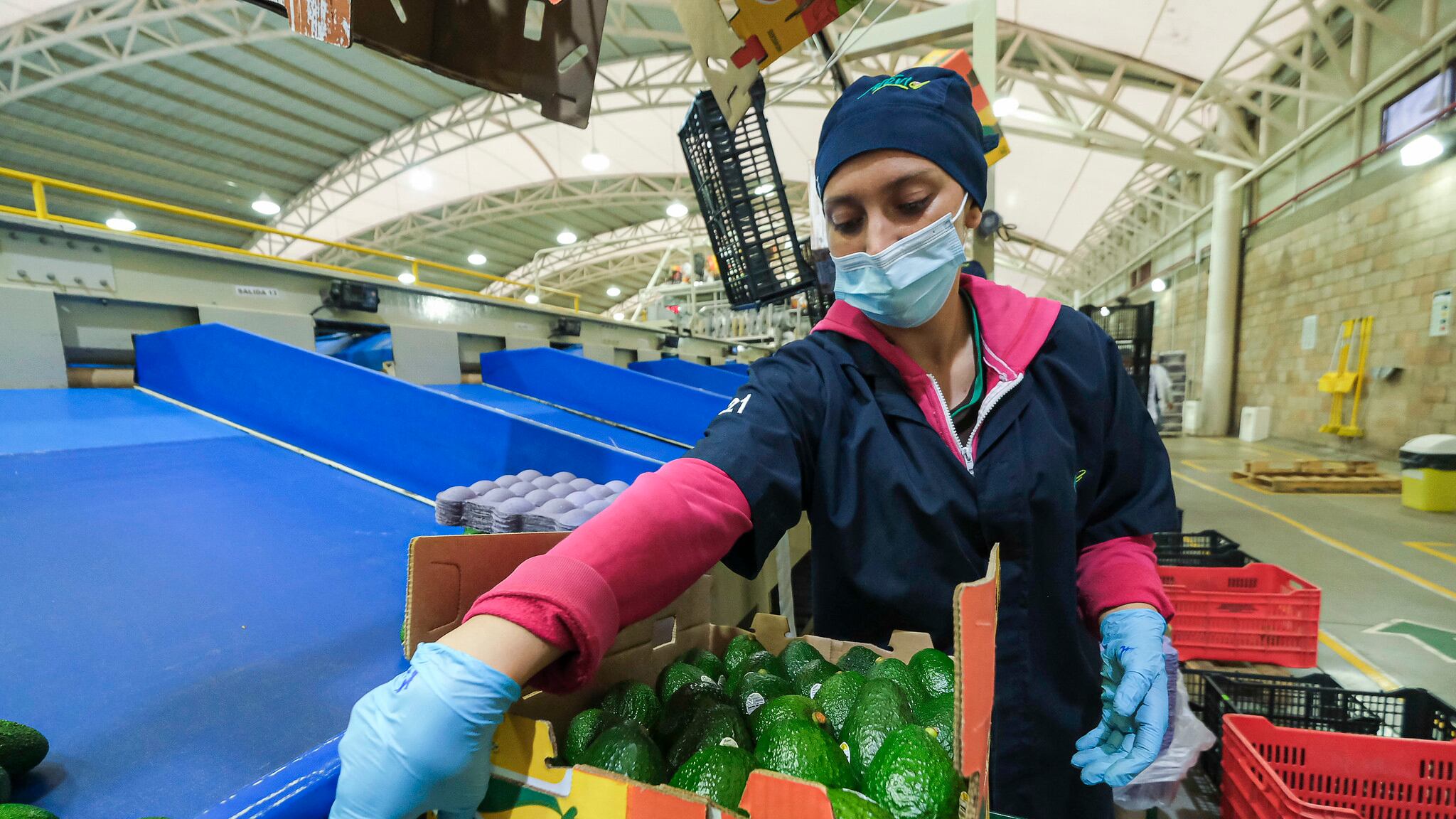 Varias zonas forestales del sur de Jalisco desaparecieron por la migración de los campesinos a la producción de aguacate.