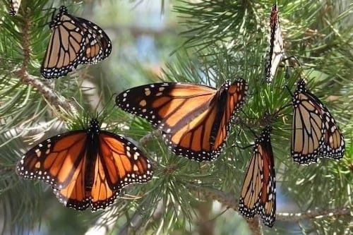 Mariposa Monarca ya está en México, ¿dónde están los santuarios para ir a verlas?