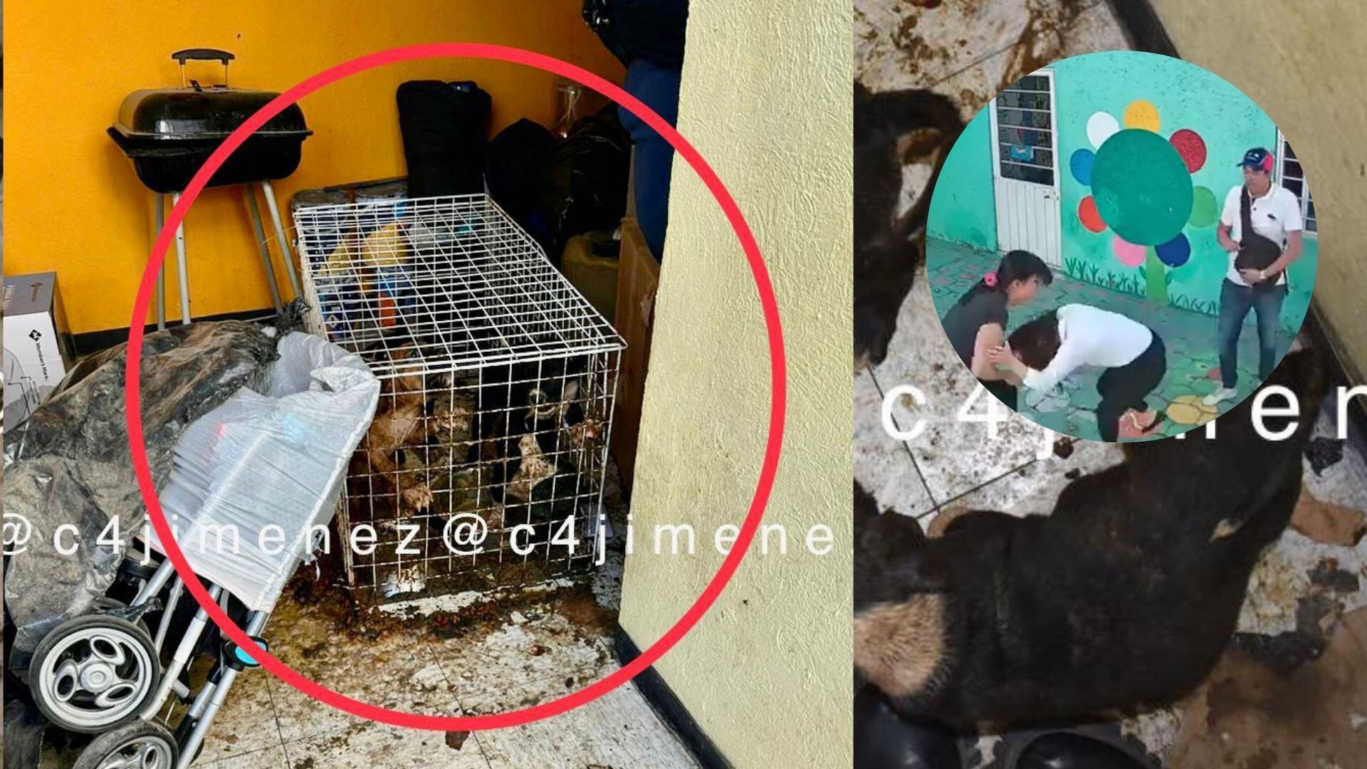 Ahora a los padres agresores también se les investigará por maltrato animal.