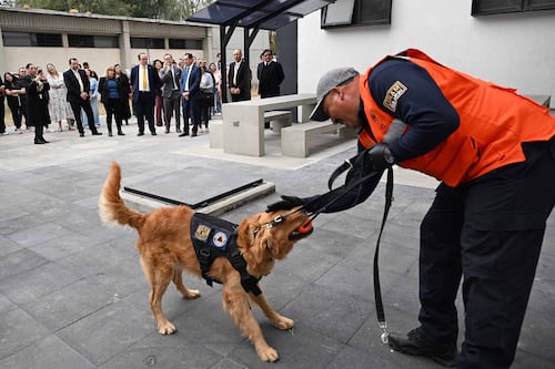 UNAM refuerza seguridad con binomios caninos para detección y prevención de riesgos