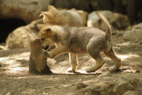¡Buena noticia para el lobo mexicano! Nacen 5 cachorros en el Zoológico de Chapultepec