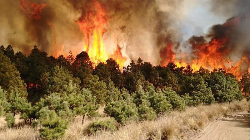 Incendio forestal