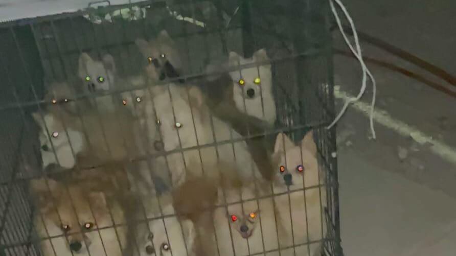 Los perritos de raza Pomerania ya están a salvo y en custodia.