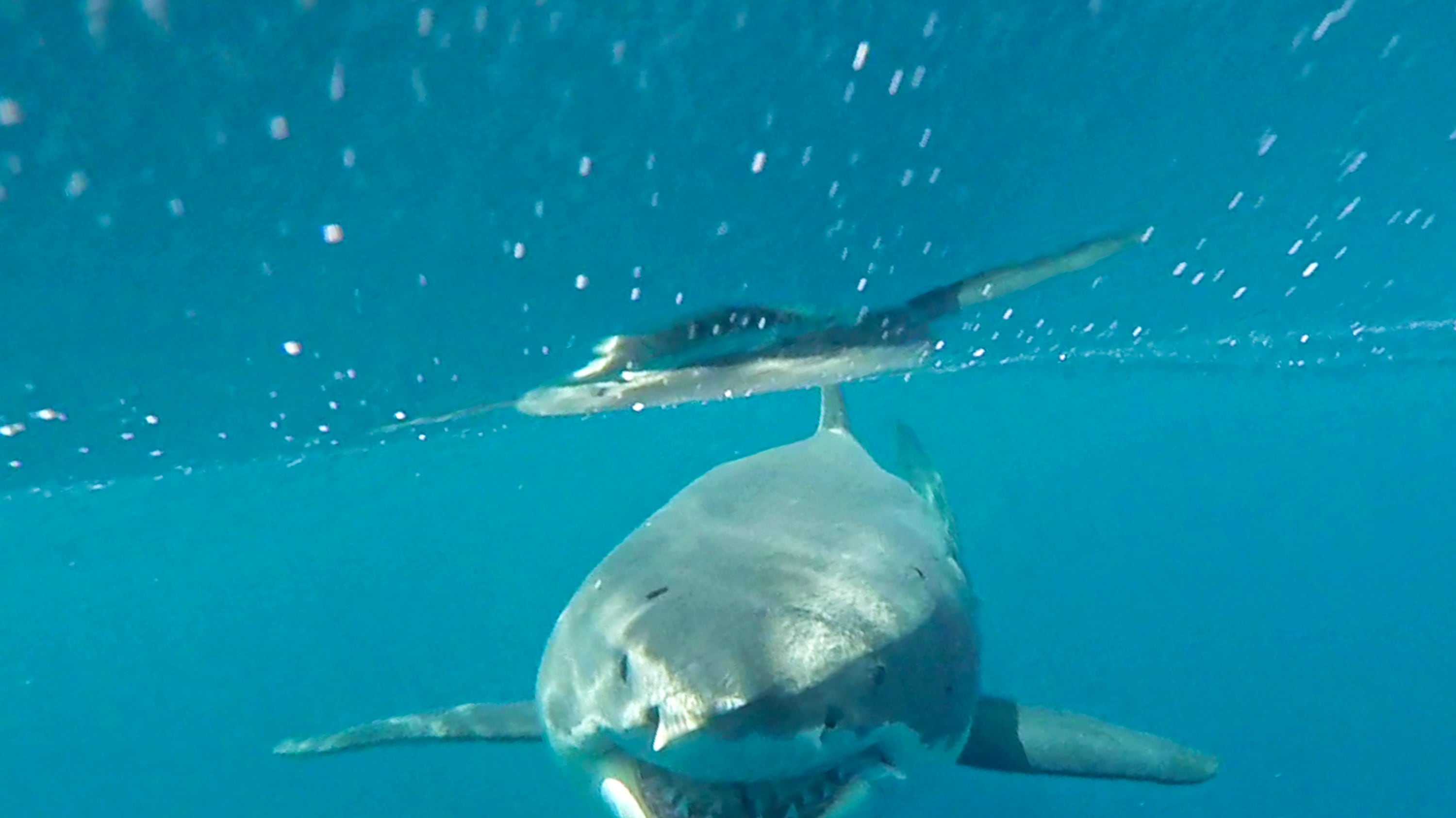 Tiburón blanco en las Islas Galápagos