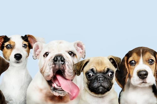 PetFest 2026 introduce en México un modelo de adopción donde los perros eligen a su familia