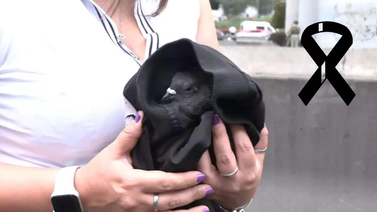 Murió la paloma que fue rescatada en la explosión en Iztapalapa