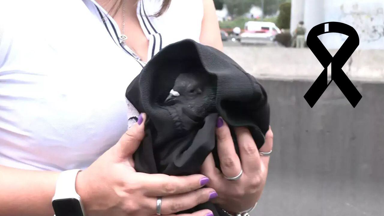 Murió la paloma que fue rescatada en la explosión en Iztapalapa