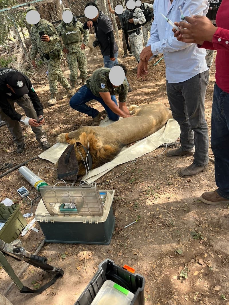 Rescate de leones en predio en el municipio de Tuxpan, Nayarit