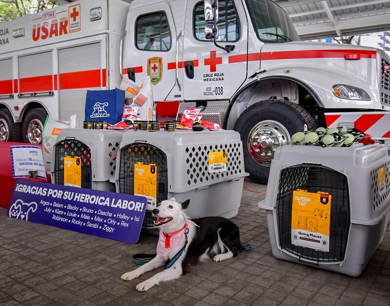 Cruz Roja perros de búsqueda