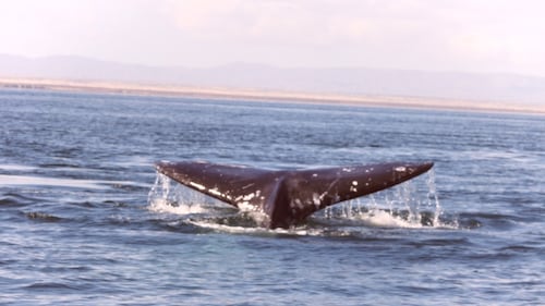 Comienza temporada de avistamiento de ballenas grises en santuarios de Baja California