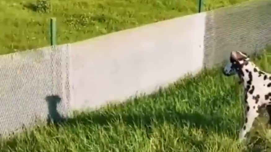El video del perrito jugando con su sombra ha generado infinidad de reacciones en las redes sociales al ver lo divertido que se ve creyendo que hay otro perro más.