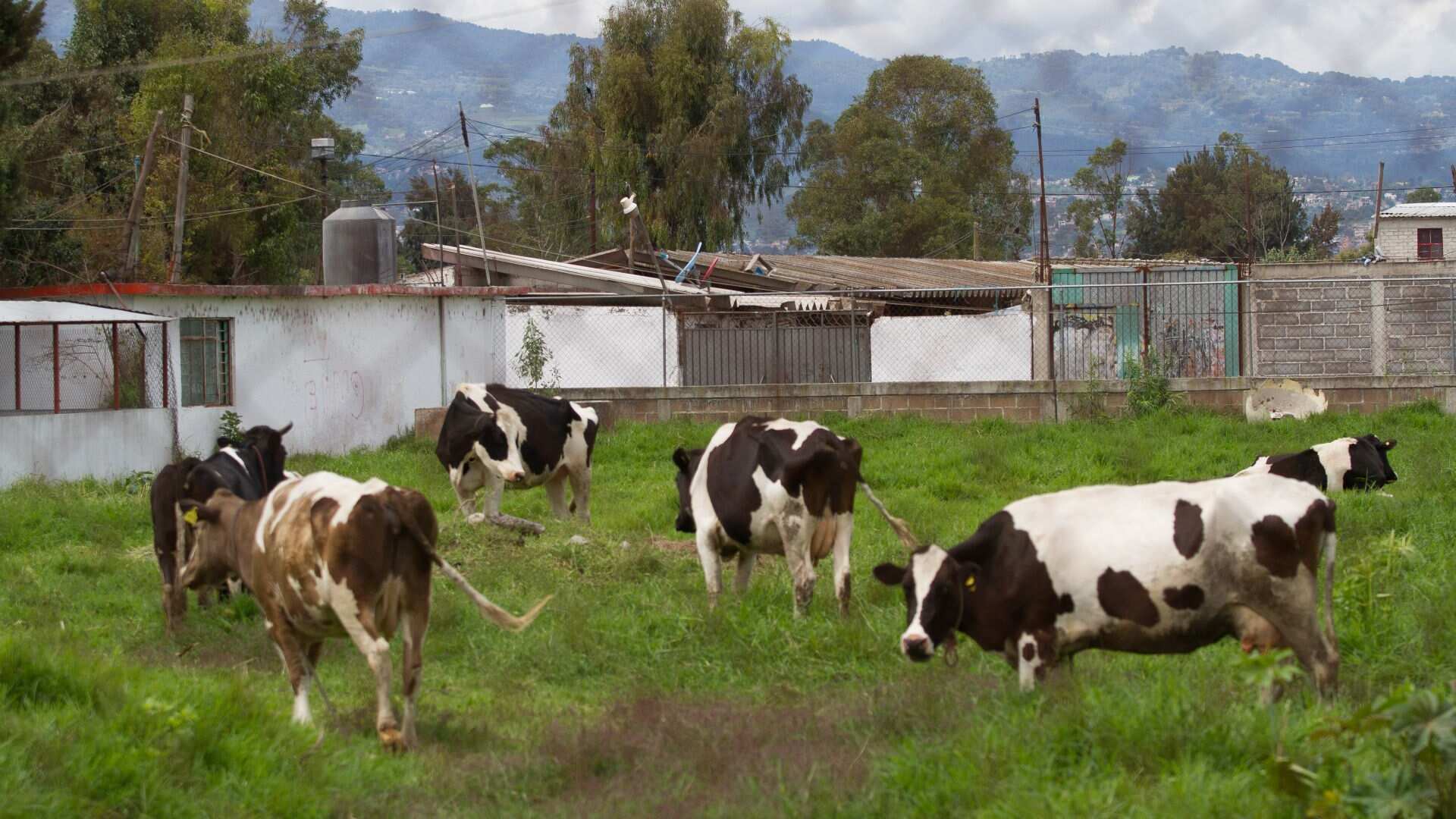 Sonora difunden carne de res importada desde Nicaragua