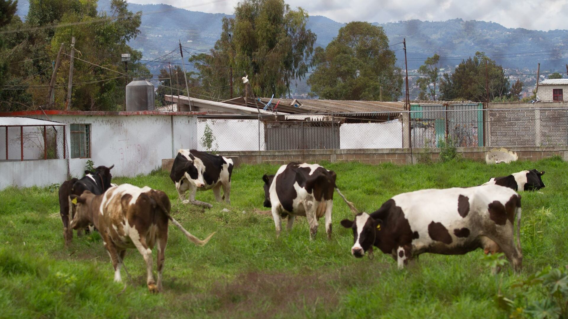Sonora difunden carne de res importada desde Nicaragua