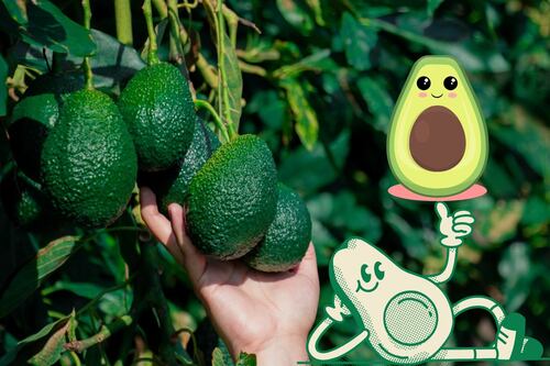 Aguacate mexicano respira tras librar el touchdown arancelario de Trump
