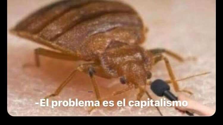 Memes por plaga de chinches en facultades de la UNAM