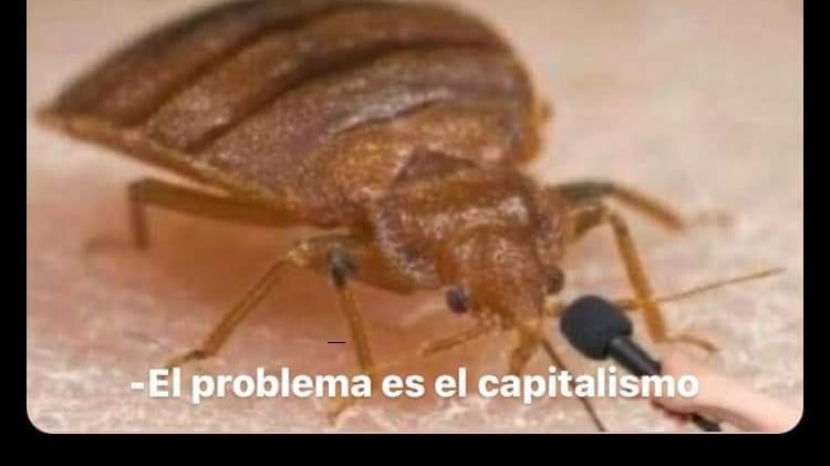 Memes por plaga de chinches en facultades de la UNAM