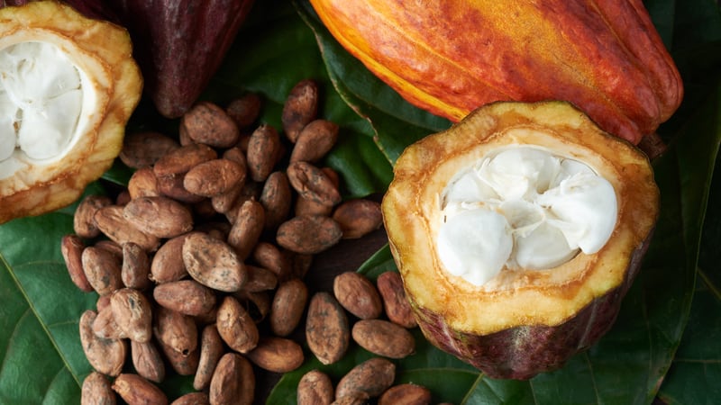 Día Mundial del Cacao El Santuario