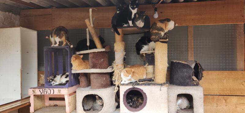 Albergue de gatos Omeyocan