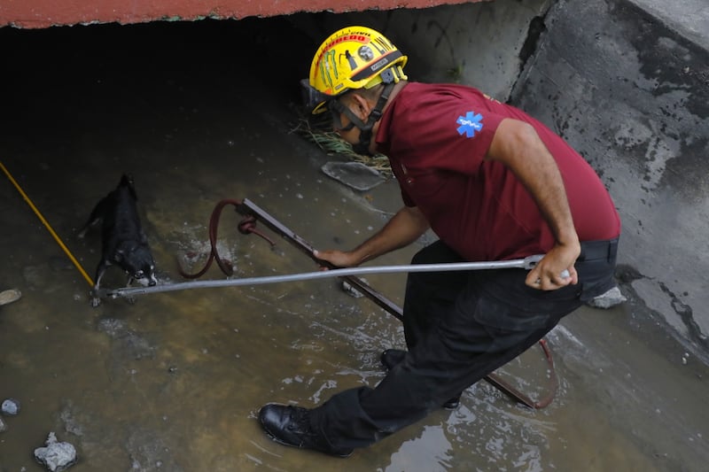 Las labores de rescate se complicaron por el tamaño del perro y la fuerza del agua.