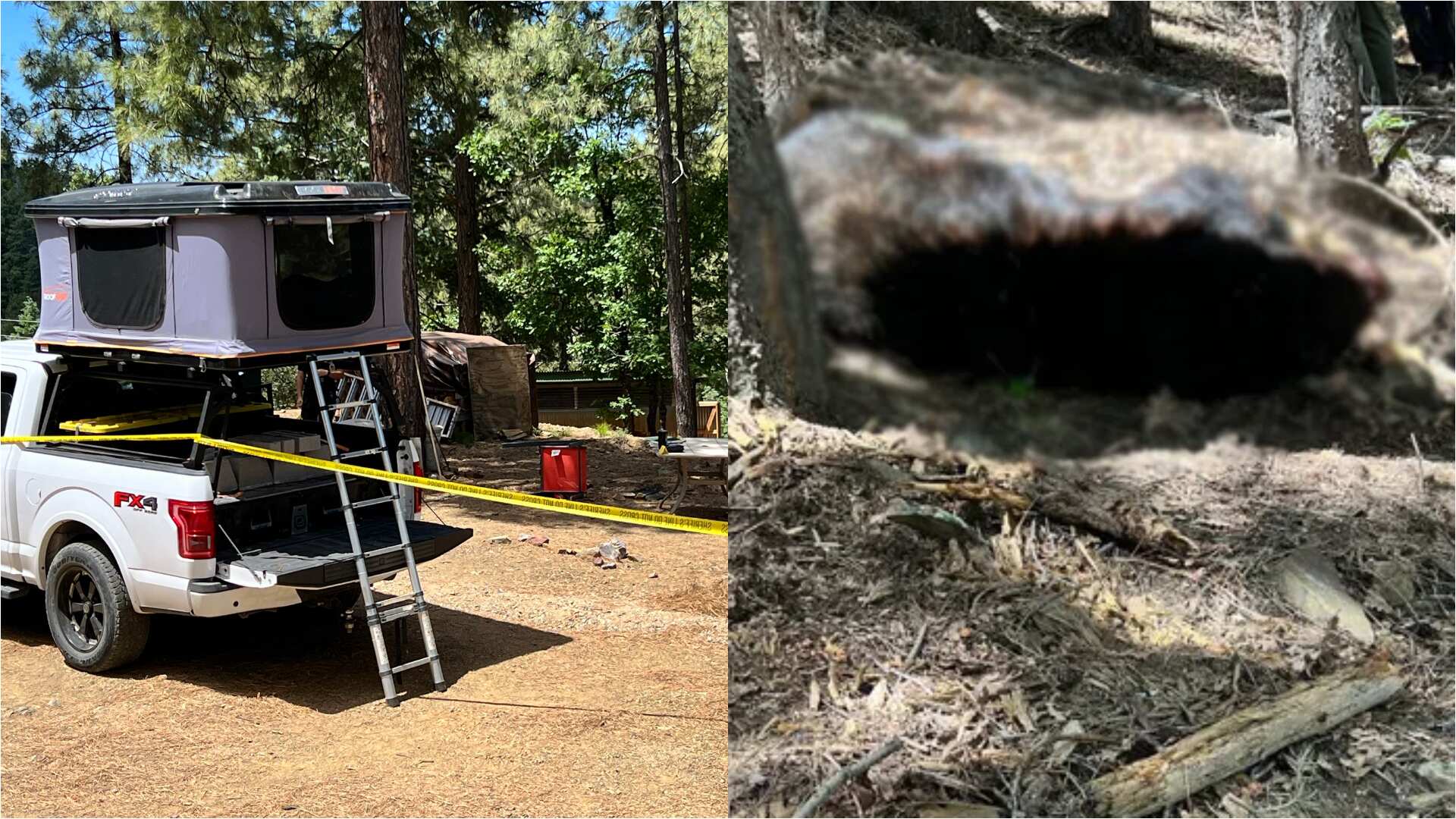 Oso ataca y mata a un hombre en Arizona