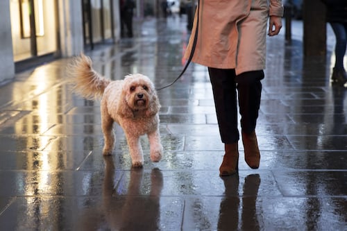 ¿Cómo proteger a perros y gatos de hongos, bacterias y parásitos en temporada de lluvias?