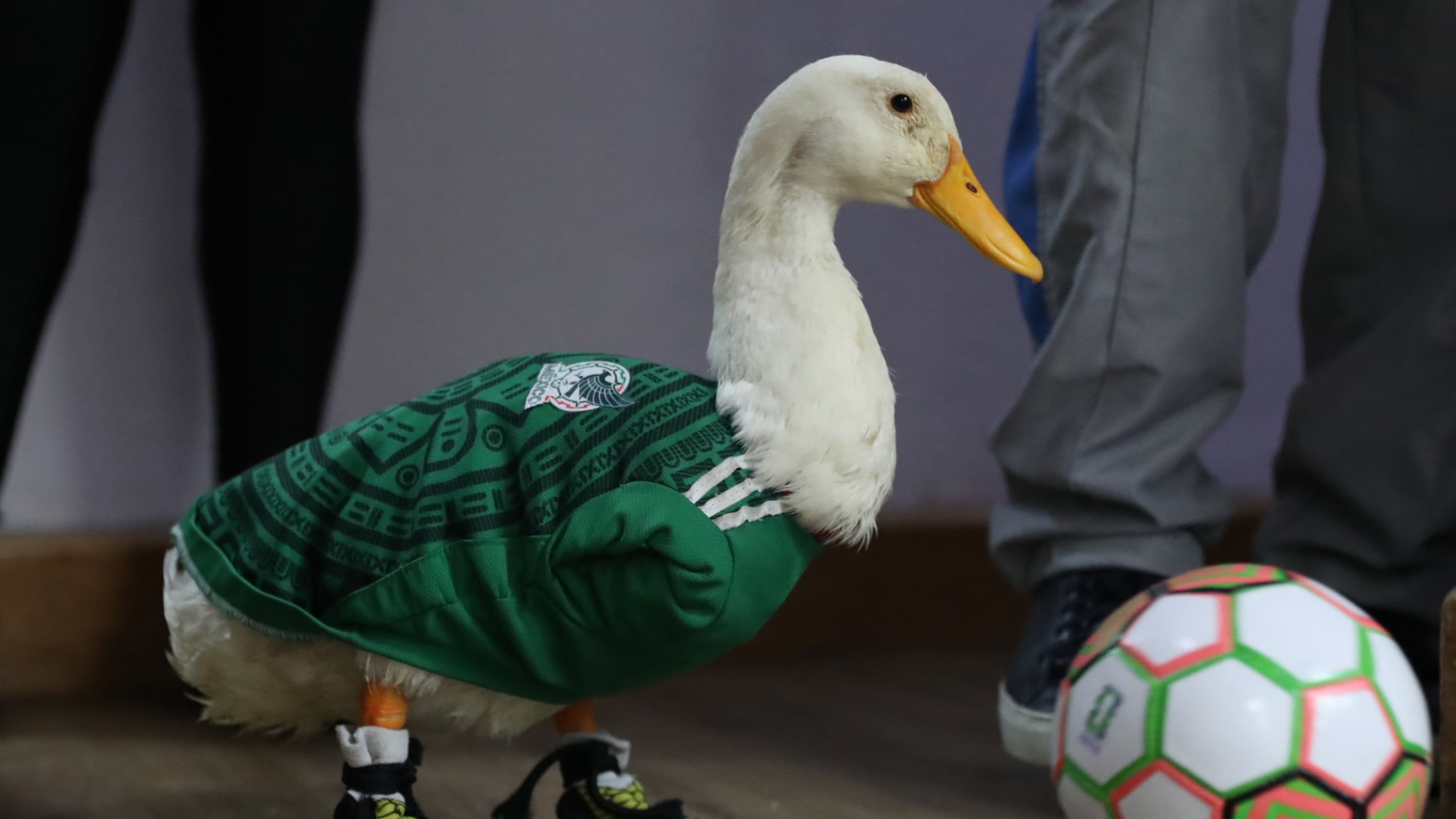 Merlín, el pato viral del Mundial 2026, se convirtió en un fenómeno de redes sociales tras aparecer junto a una familia trabajadora de Ciudad de México.