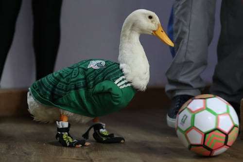 “Pato Merlín” desata alerta: advierten compra masiva de ejemplares tras su viralidad en el Mundial 2026
