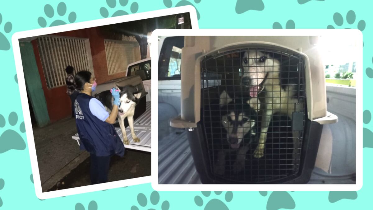 perritos-son-rescatados-luego-de-sufrir-maltrato-animal-en-cdmx