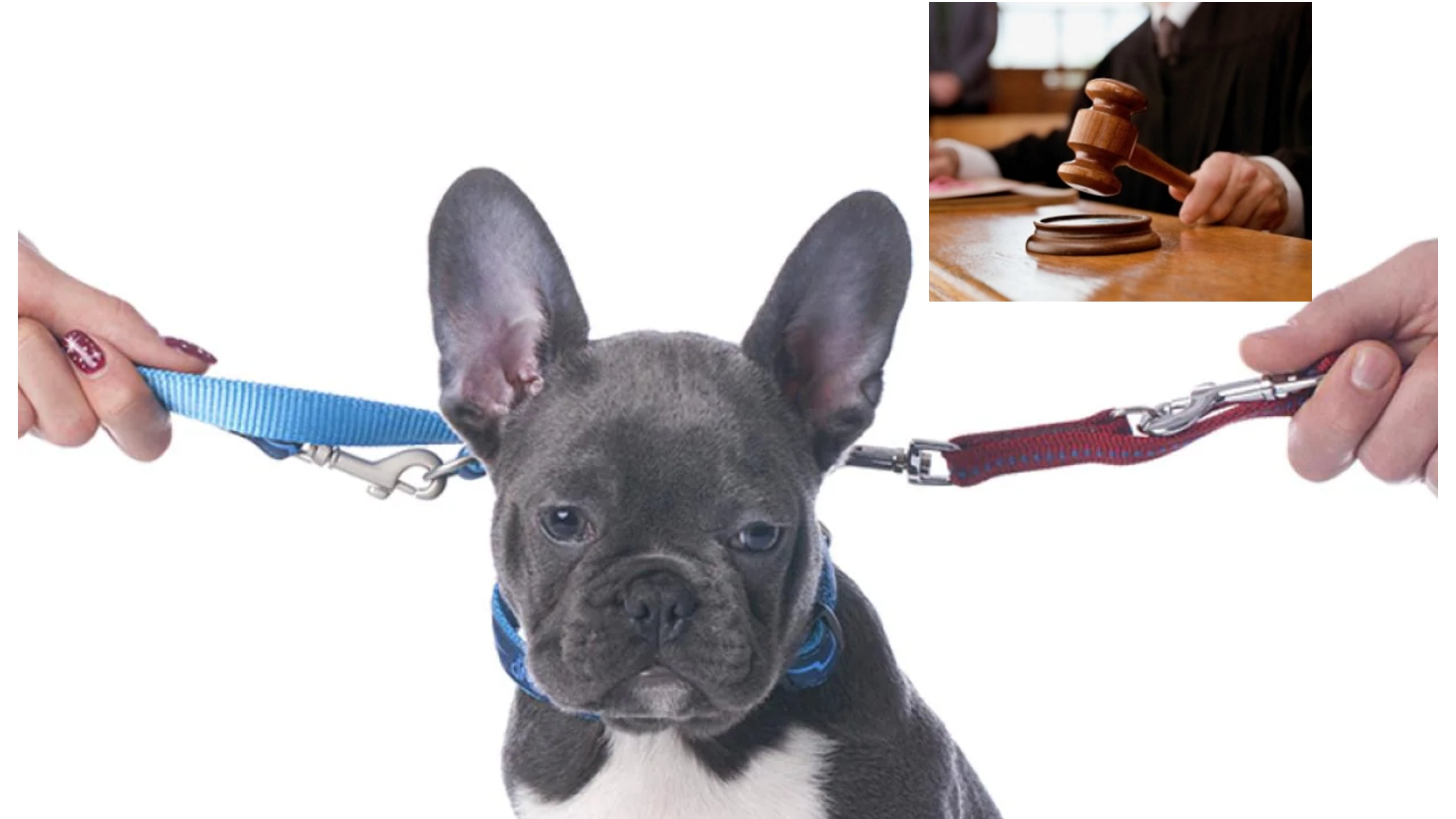 Mascotas en custodia