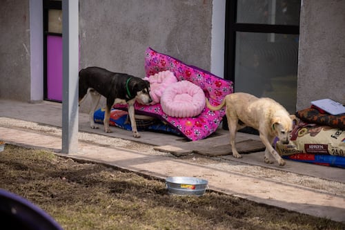 Nueva Ley de Refugios de Clara Brugada: habrá padrón, supervisión y apoyos a albergues de CDMX