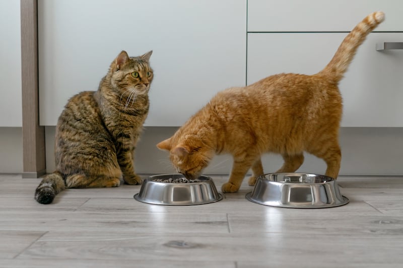 whiskas, alimento para gato