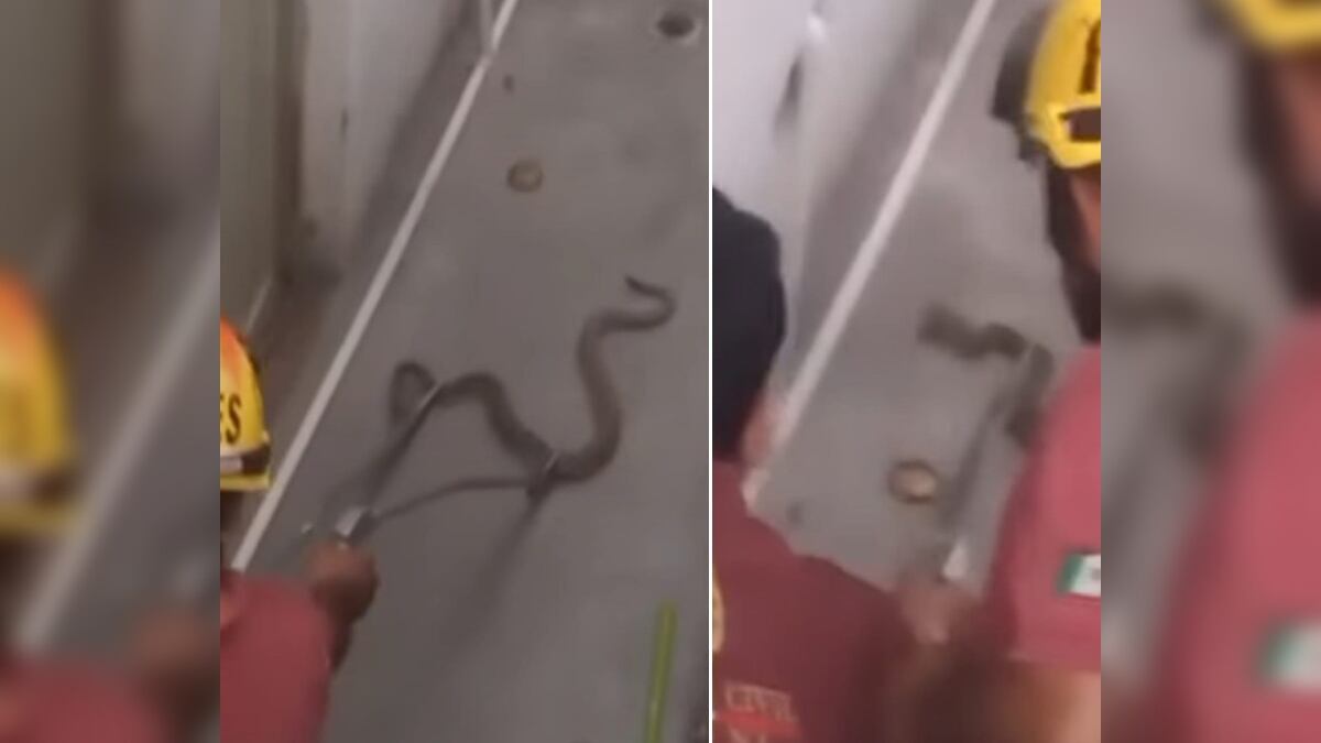 Elementos de Protección Civil lograron asegurar y proteger a la serpiente.