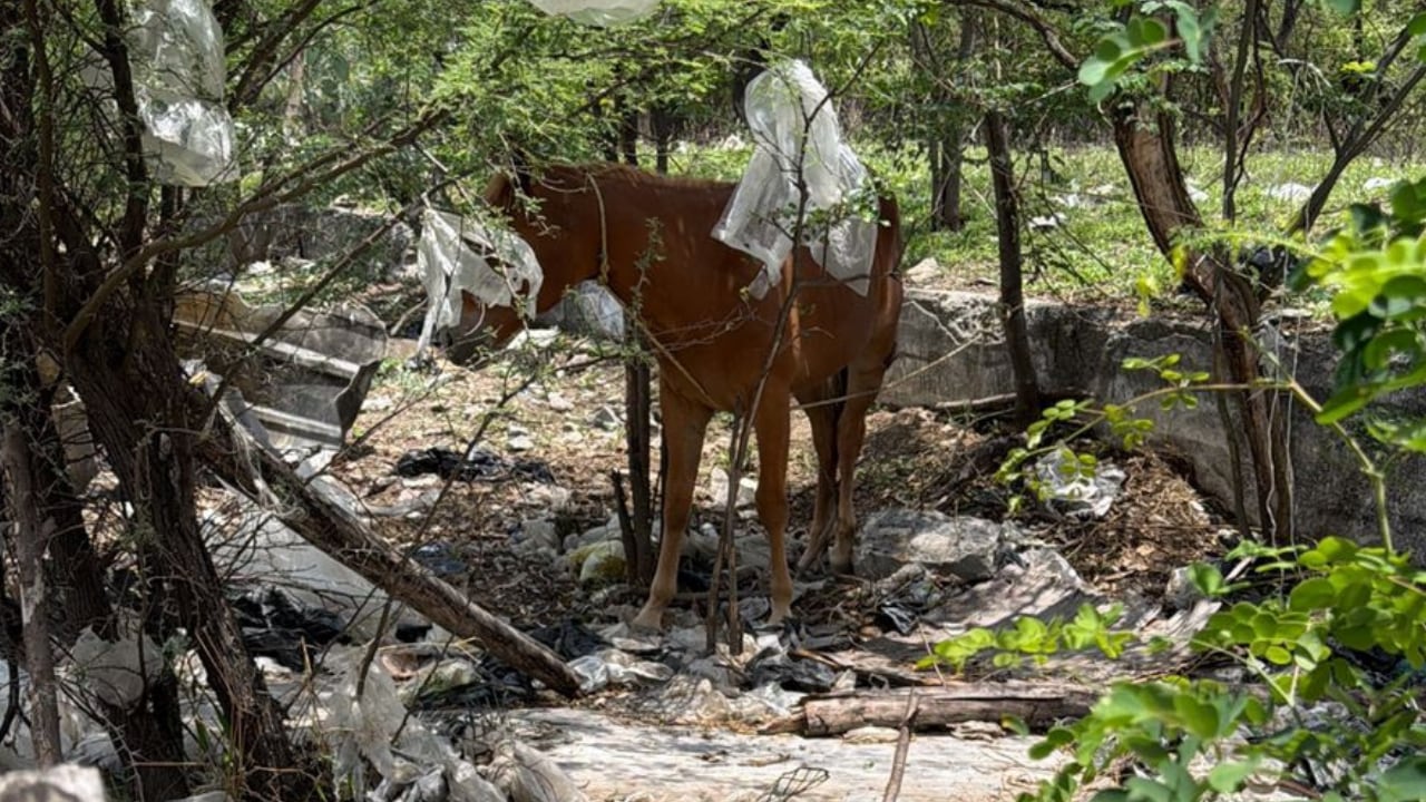 Denuncian caballos sueltos y heridos en La Rioja