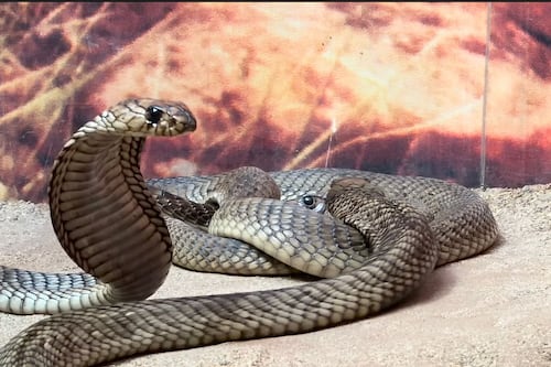 ¿Sin plan en Semana Santa y Pascua? Zoológico Guadalajara tendrá actividades y horarios especiales