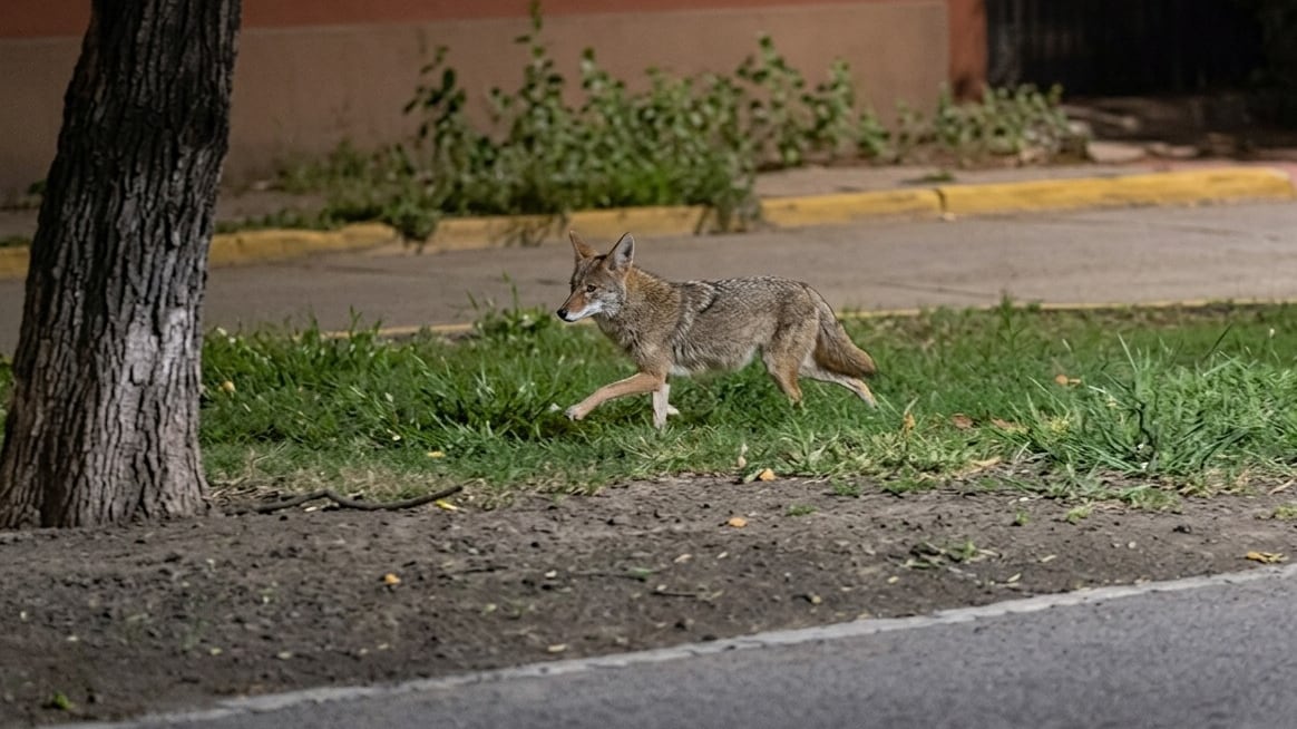 El coyote fue avistado durante horas de la madrugada.