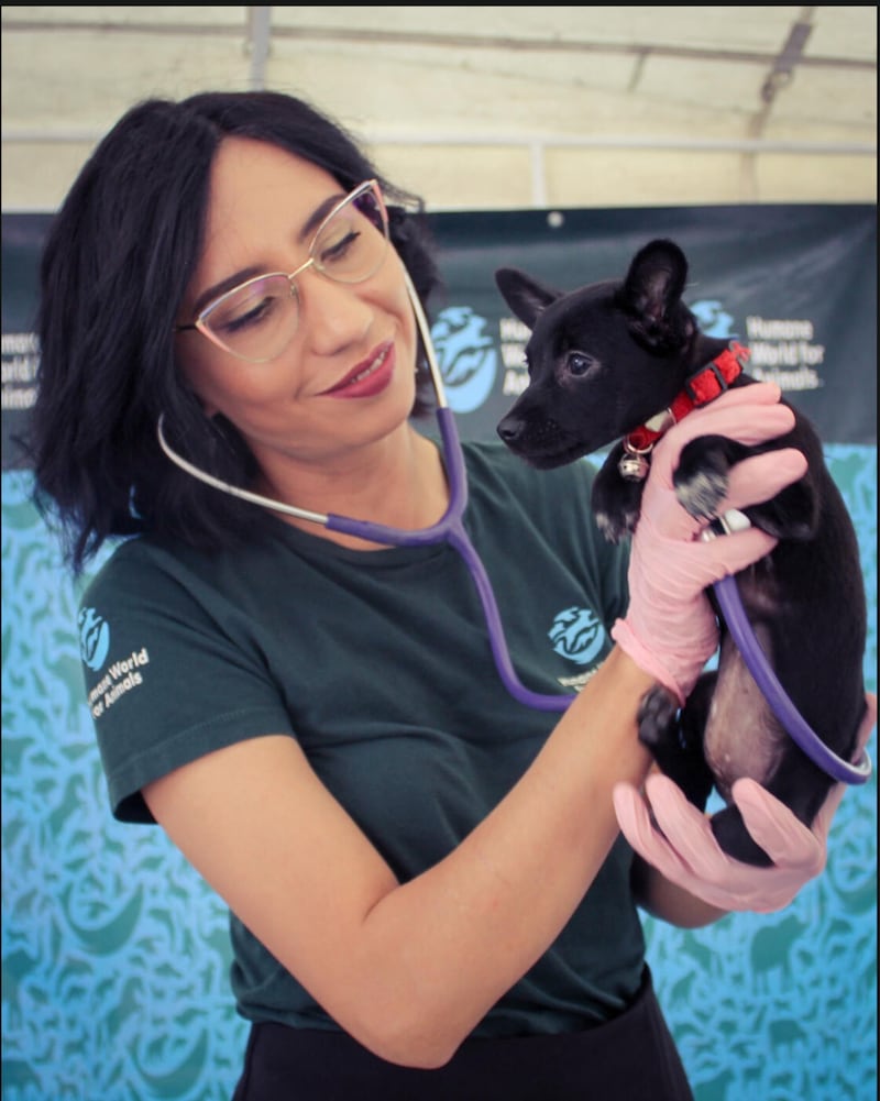 Medico veterinario