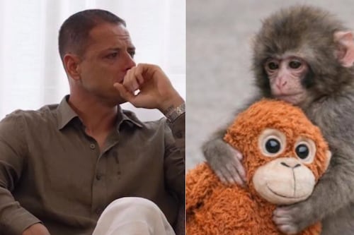Chicharito Hernández rompe en llanto por el mono Punch y desata ola de críticas en redes