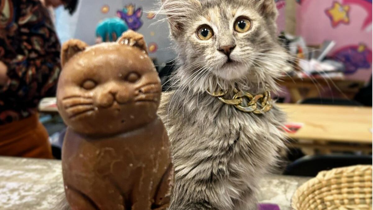 cafetería-temática-gatos-31-gatitos