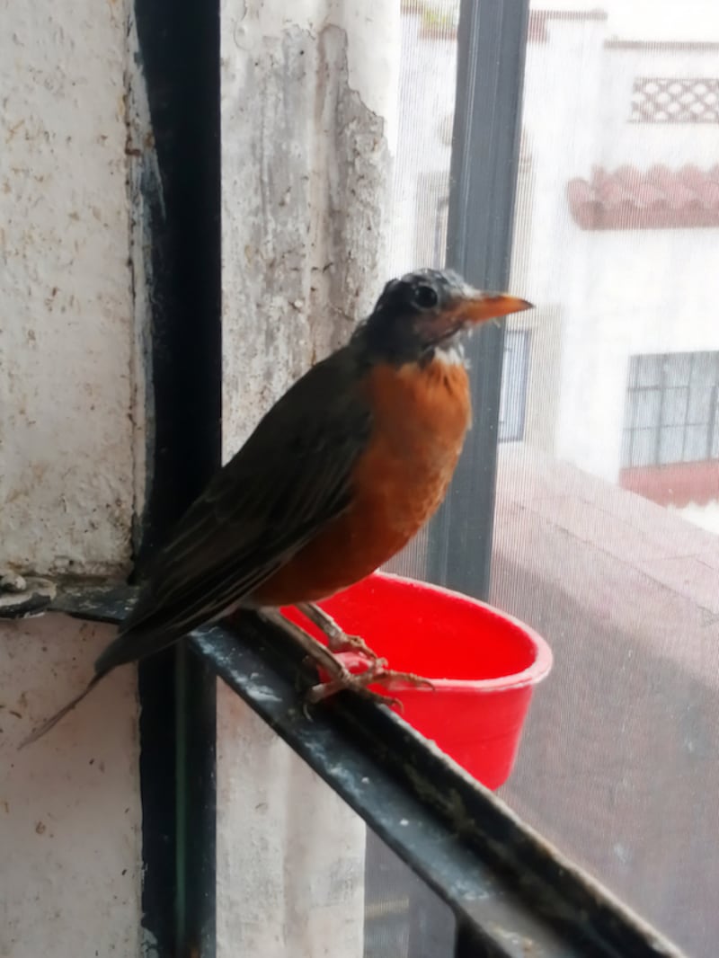 Aves Condesa.