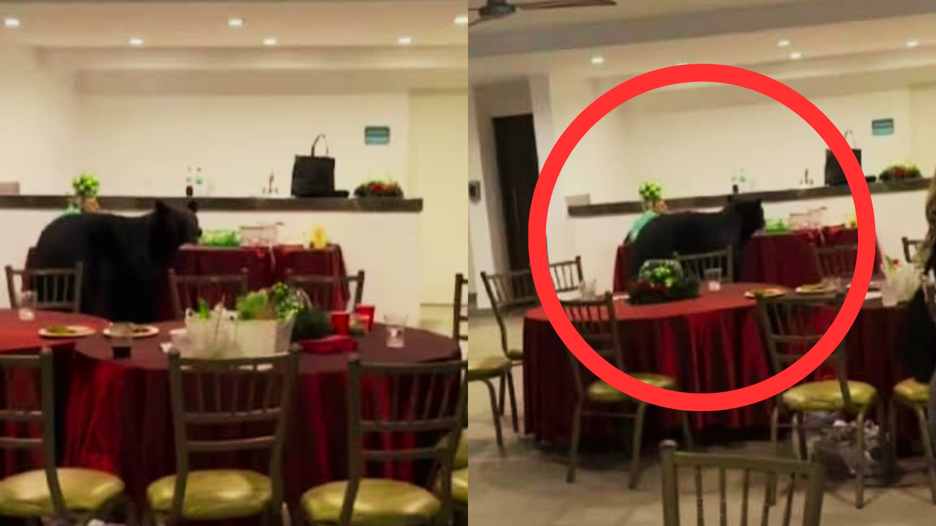 El incidente ocurrió cerca del Parque Natural Chipinque, una zona conocida por el avistamiento frecuente de osos.