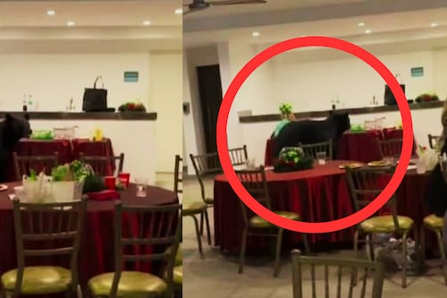 VIDEO: Oso negro sorprende a familia durante reunión navideña en Nuevo León