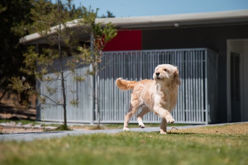 Tips para cuidar a tu mascota en esta temporada, sobre todo si viajas