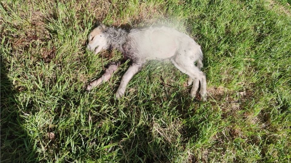 Los perros son despojados de sus órganos.