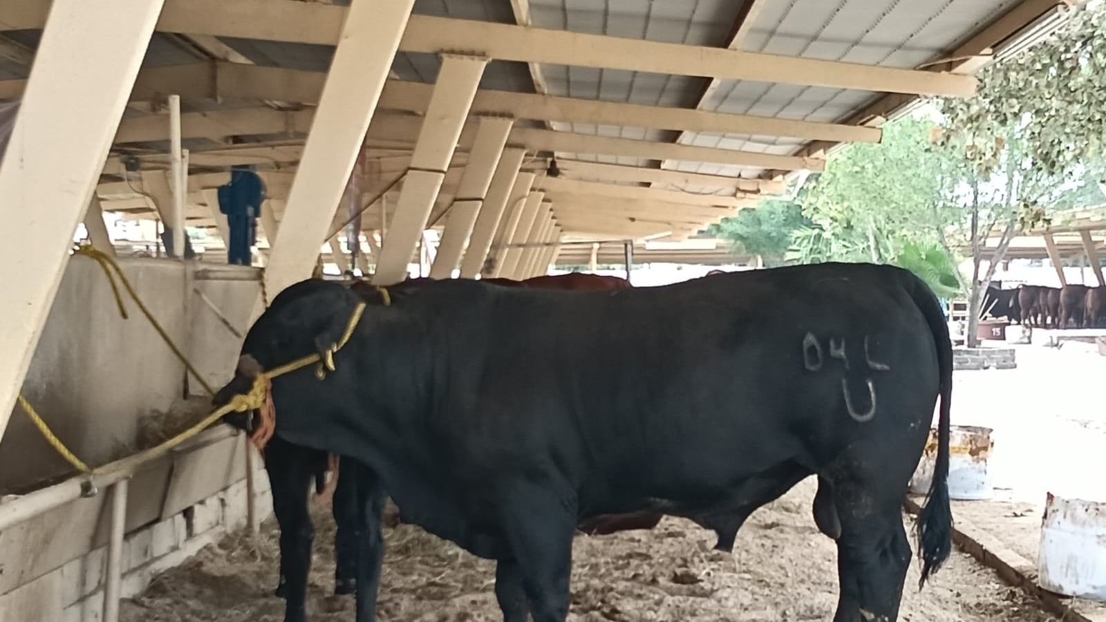 Aunque el gusano ataca principalmente al ganado cualquier especie animal de sangre caliente está expuesta