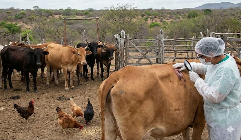México declara emergencia por gusano barrenador; exige certificado sanitario para mover ganado y aves