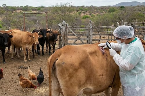 México declara emergencia por gusano barrenador; exige certificado sanitario para mover ganado y aves